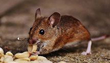24 Hour & Emergency Exterminators in Cape Hatteras Naval Facility, NC